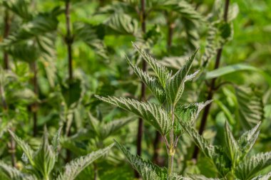 Urtica dioica ya da ısırgan otu, bahçede. Isırgan otu, kanama, idrar söktürücü, ateş düşürücü, yara iyileştirme, antiheumatik madde olarak kullanılan bir ilaç..