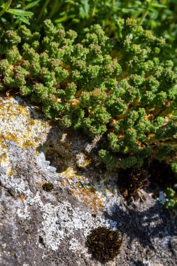 Müller tohumları orman yatağında. Sedum dönümü. Tarlada yetişen sarı çiçekler.