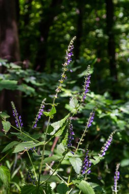 Scutellaria galericulata bitkisi vahşi doğada yetişir..