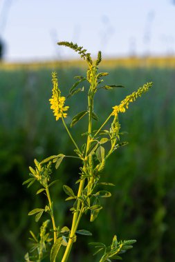 Vahşi bloom Melilotus officinalis - bal, uçucu yağ ve tıbbi bitki.