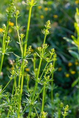 Haziranda güzel açan beyaz yatak örtüsü, Galyum albümü.