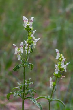 Sakalotu Stachys 'in çiçek sapı. Mayıs 'ta.