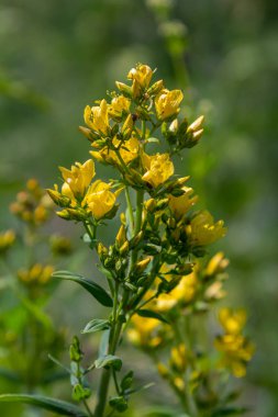 Aziz Johns otunun çiçekleri, Hypericum perforatum,