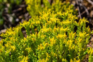Müller tohumları orman yatağında. Sedum dönümü. Tarlada yetişen sarı çiçekler.