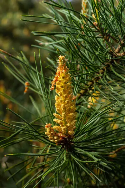Pinus çam ağacının ovoid ve portakal filizlerinin seçici odak noktası ve bulanık arka planı olan yeşil iğneler..