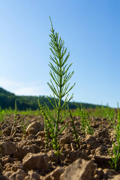 Horsetail field Equisetum arvense grows in the wild.