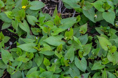 Siyah yosunların yoğun büyümesi, sonbahar aylarının başlarında nemli topraklar boyunca yayılan canlı yeşil yapraklara ev sahipliği yapar..