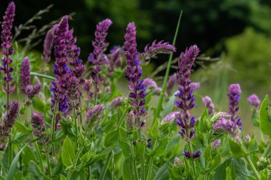 Salvia nemorosa kümeleri baharın sonlarında yeşil bir tarlada tam çiçeklenme halindedir. Onların çarpıcı mor çiçekleri arıları ve yeşilliklerin ortasındaki diğer tozlayıcıları cezbeder..