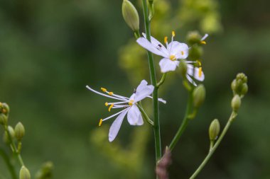 St. Bernard zambakları baharda yemyeşil bir bahçede sarı anterli çarpıcı beyaz çiçekleri sergiliyor. Doğal ortam bitkinin güzelliğini arttırır..