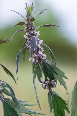 Leonurus, yaz ortasında verimli bir çevrede bol bol büyüyen canlı yeşil yapraklar arasında yumuşak pembe çiçek kümeleri sergiliyor..