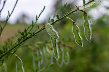 İskoç süpürge kapsülleri yeşil ve kabarık görünümlerini yeşil ve yeşil bir ortamda gösteren ince bir dalda belirgin bir şekilde sergilenir..