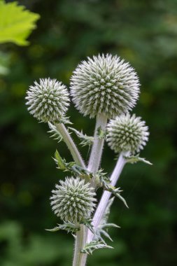 Büyük küre devedikeni, parlak güneş ışığı altında canlı bir bahçede, yeşil yapraklarla çevrili uzun saplı dikenli çiçeklerin etrafında sergilenir..