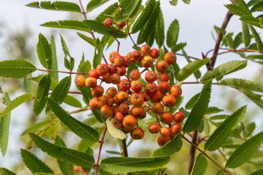 Bereketli yeşil yapraklar, canlı kırmızı-turuncu Sorbus aucuparia meyvelerinin etrafını sarar. Sıcak mevsimde, olgunluklarını barışçıl bir ortamda sergilerler..