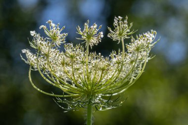 Narin havuç çiçekleri canlı bir çayırda karmaşık dantel benzeri desenler sergiler. Güneş ışığı ilk yaz günlerinde çiçeklerin güzelliğini arttırır..