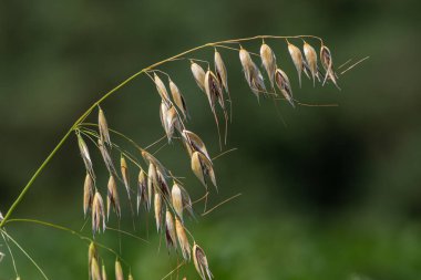 Yakın gözlem, Avena Fatua 'nın ince sapları ve altın tohum başlarını yaz ortasında bulanık yeşil bir arkaplanda gösteren karmaşık ayrıntılarını gözler önüne seriyor..