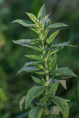 Sağlıklı bir naneli bitki, öğleden sonra güneş ışığını emen diğer bitki örtüsüyle çevrili yeşil bir ortamda dimdik ayakta duruyor. Yapraklar zengin bir doku sergiliyor..