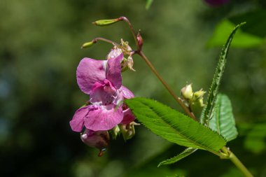 Himalaya 'nın canlı pembe çiçekleri yemyeşil yeşillikler arasında sallanıyor. Büyüme mevsiminde bitkinin doğal ortamındaki istilacı doğasını vurguluyor..