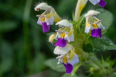 Çiçeklenen büyük çiçekli kenevir ısırganı çarpıcı mor ve beyaz çiçeklerini yeşil ortamda sergiliyor ve doğal bir yaşam alanındaki ilkbaharın güzelliğini vurguluyor..