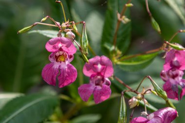 Himalaya balsamın canlı pembe çiçekleri, yaz ortasında bitkinin uzun boyunu ve istilacı doğasını vurgulayan yeşil bir ortamda gelişir..