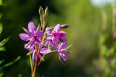 Canlı mor ateş yosunu çiçekleri yemyeşil bir ortamda büyür ve güneşli bir günde güneş ışığını yakalarken narin taç yapraklarını sergiler..