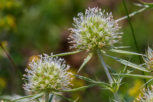 Eryngium kampı yemyeşil bir çayırda çiçek açar. Yüksek yeşil saplar üzerinde beyaz çiçek demetleri sergilerken canlı doğal yeşilliklerle çevrilidir..