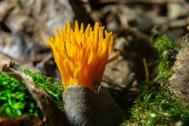 Parlak sarı Calocera viscosa, düşen yapraklar ve yosunların arasında dikilir, çarpıcı mercan benzeri görünümünü gün ışığında ormandaki bir ortamda gösterir..