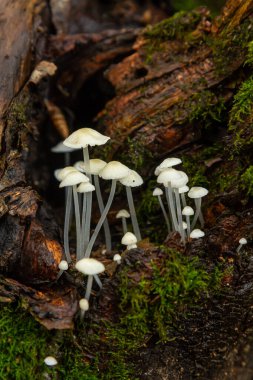Parmelia sulcata ve Hemimycena delectabilis mantar kümeleri, ılıman bir orman ortamında, zengin yeşil yosunlarla çevrili çürüyen bir kütükte gelişir..