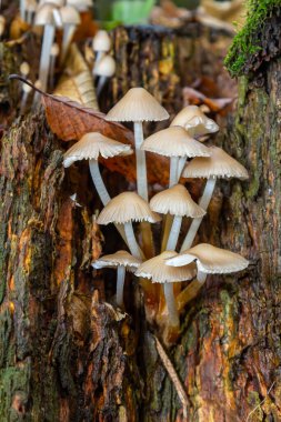 Birçok Mycena galericulata mantarı kümesi ormandaki bir kütükten büyür, yumuşak bej kaplamaları sert kabuk ve düşen yapraklarla çelişir..