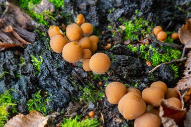 Küçük, yuvarlak Psathyrella mantarları canlı yeşil yosunlar ve çürüyen yapraklarla çevrili zengin bir orman zemininde gelişir..