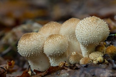 Lycoperdon perlatum mantarının detaylı bir görüntüsü, bilinen adıyla tütsülenmiş mantar, orman zemininde duruyor. Dokuları, yuvarlak şekli, yeryüzünün çevresiyle çelişiyor..