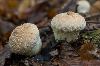 Lycoperdon perlatum mantarının detaylı bir görüntüsü, bilinen adıyla tütsülenmiş mantar, orman zemininde duruyor. Dokuları, yuvarlak şekli, yeryüzünün çevresiyle çelişiyor..