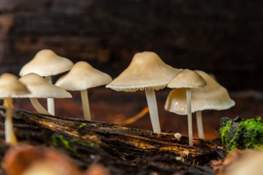 Mycena galericulata ve psathyrella mantarı kümeleri, yumuşak sonbahar ışığı ve etrafındaki yosunlarla vurgulanmış, dingin bir orman ortamında çürüyen ahşap üzerinde gelişir..