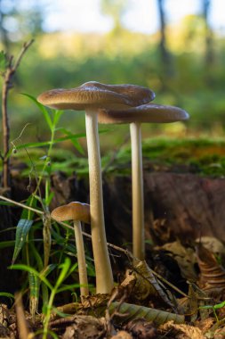 Üç Oudemansiella kökü mantarı, düşen yapraklar ve çimenlerin arasında büyür ve öğleden sonra vakti bir ormanın huzur veren güzelliğini yakalar..