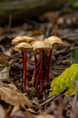 İnce kırmızı saplı ve soluk başlıklı micena crocata mantarları orman tabanından, sonbahar yaprakları ve dallarla çevrili, doğal bir ortamda ortaya çıkar..
