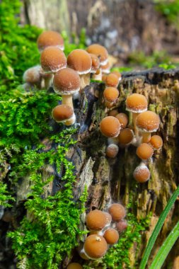 Amanita falloides ve Psathyrella mantarı kümeleri, doğanın karmaşık güzelliğini vurgulayan, huzurlu bir orman ortamında yemyeşil yosunlarla çevrili çürüyen bir kütükte yetişir..