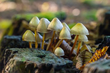 Hassas mantar kümeleri sonbaharın sonlarında ormanda çürüyen bir ağaçta gelişir. Solgun başlıkları ve ince gövdeleri toprak zeminle tezat oluşturuyor..