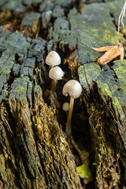 Psathyrella mantar kümeleri, yosunlarla kaplı eski bir ağaç gövdesinin çatallarından çıkar ve ormandaki soğuk ve nemli ortamda narin formlarını sergilerler..