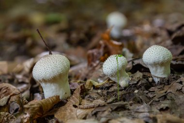 Lycoperdon perlatum mantarının detaylı bir görüntüsü, bilinen adıyla tütsülenmiş mantar, orman zemininde duruyor. Dokuları, yuvarlak şekli, yeryüzünün çevresiyle çelişiyor..