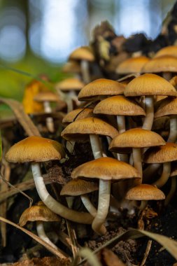 Kozalaklı Tuft kozalaklı ölü odunlar üzerine uzmanlaşmıştır. Stipe 'lar sıklıkla bükülür ve dar kümeler halinde büyürler. Şemsiye büyüdükçe düzleşir..