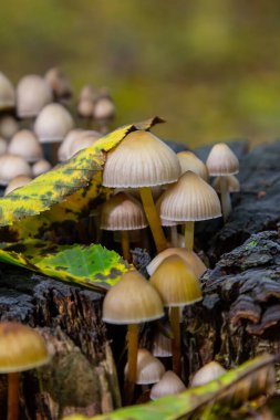 Psathyrella mantarları çürüyen odundan kümeler halinde ortaya çıkarken sonbahar yaprakları sonbahar ortamı için renk ve doku sağlar..