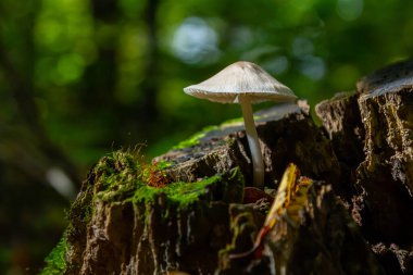 Psathyrella türünün eşsiz bir mantarı, yemyeşil yosunlar ve doğal ışık altında büyüyen orman yeşillikleriyle çevrili çürüyen bir ağaçtan çıkar..