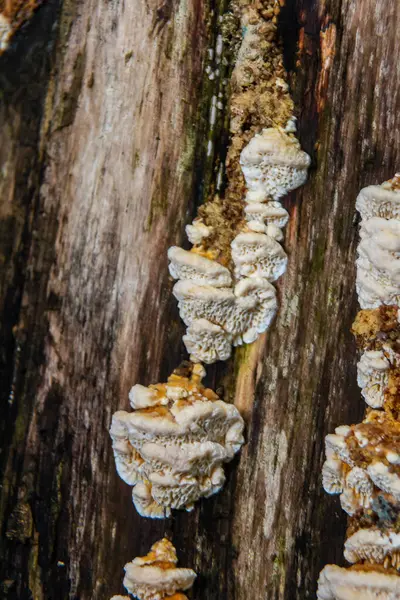 Yakın çekim Trametes ergenler veya Trametes hirsute, bir tür mantar..