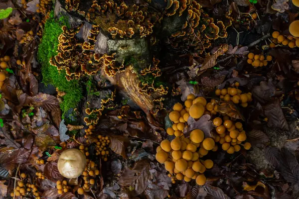 Ormanın zemininde, ağaçların arasında, ağaçların arasında canlı bir mantar sürüsü büyüyor ve gelişiyor.