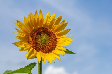 Mavi gökyüzü arkaplanlı ayçiçeği.