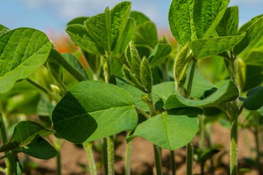 Genç soya bitkileri, sıcak öğleden sonra erken saatlerde canlı yeşil yapraklarla güneşe doğru uzanan ekili bir tarlada büyür..