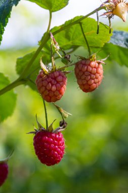Çalının dallarında olgun kırmızı ahududular. Bahçede bir ahududu tarlası.