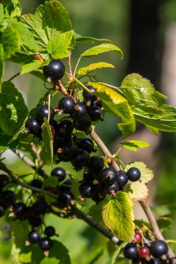 Canlı bir kara frenk üzümü çalısı olgun, parlak meyveler sergiler. Sağlıklı yeşil yapraklarla çevrili. Sıcak yaz güneşi altında bir bahçede..