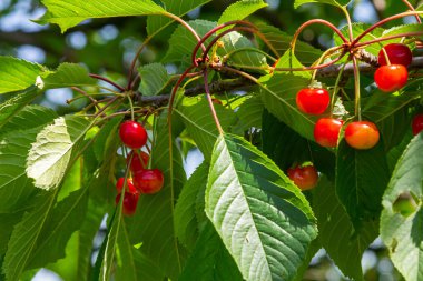 Canlı kırmızı kirazlar, yemyeşil yapraklarla çevrili bir ağaç dalında olgunlaşır. Yaz mevsiminin güzelliğini gün ışığında sergiler..
