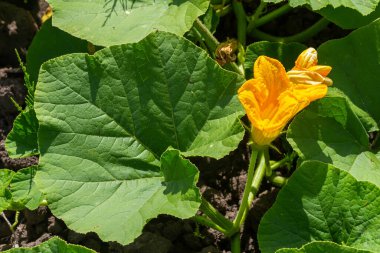 Canlı sarı bir kabak çiçeği yemyeşil yaprakların arasında çiçek açıyor. Büyüme mevsiminde bir ev bahçesinde doğanın güzelliğini sergiliyor..