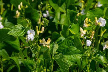 Sağlıklı yeşil fasulye bitkileri canlı bahar mevsiminde verimli bir bahçede yemyeşil yaprakların arasında parlak beyaz çiçekler sergiler. Büyüme gün ışığında gelişiyor..